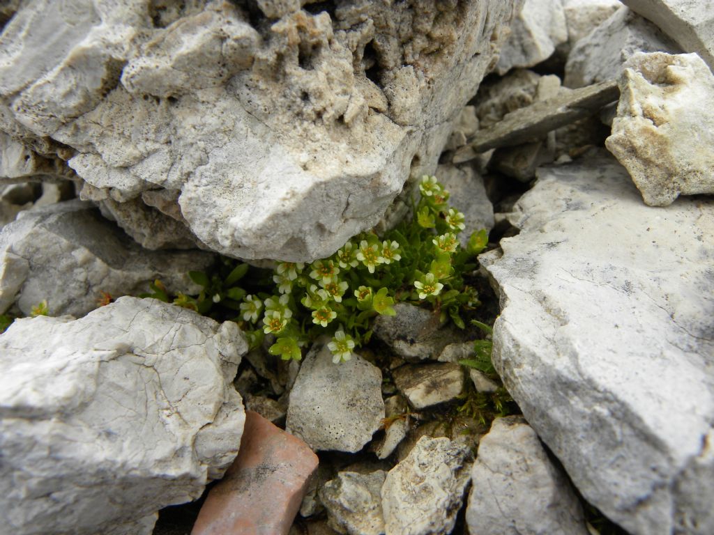 Saxifraga facchinii / Sassifraga di Facchini